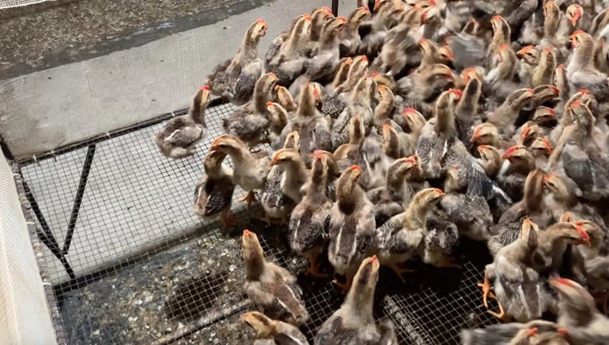 Những con gà chíp Tàu choai được nuôi gột từ gà 1 ngày tuổi tại một trong trại ở huyện Ninh Giang, tỉnh Hải Dương trước khi được bán cho các đại lý kinh doanh tại khu vực chợ đầu mối gia cầm giống Đại Xuyên (huyện Phú Xuyên, Hà Nội). Ảnh: Hùng Khang.