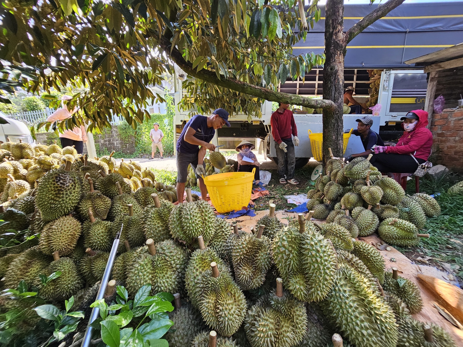 Khanh Son durians are renowned for their exceptional quality, featuring golden flesh and small seeds.