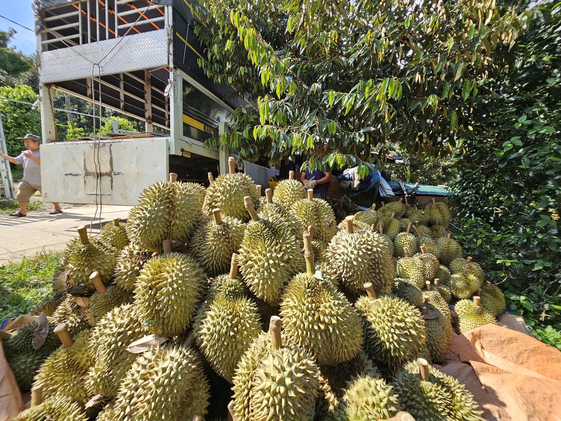 A garden farm in Khanh Son district, Khanh Hoa province.