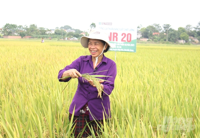Bà Lê Thị Tám ở thôn Nội Xuân (xã Mai Trung) phấn khởi vì hơn 3 sào trồng giống lúa VNR20 cho năng suất cao. Ảnh: Trung Quân.