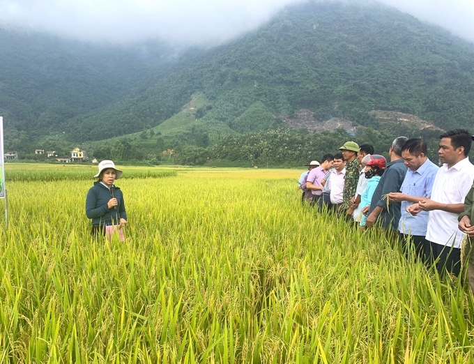 Nông dân tại xã Hoàng Khai (huyện Yên Sơn) tiếp tục duy trì mô hình áp dụng IPM trong sản xuất lúa vụ mùa 2023. Ảnh: Đào Thanh.