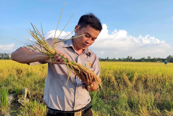 The 1 million ha of high-quality rice project will be implemented beginning in 2024 on the first 200,000 ha based on the area of the previous VnSAT project. Photo: Thanh Son.