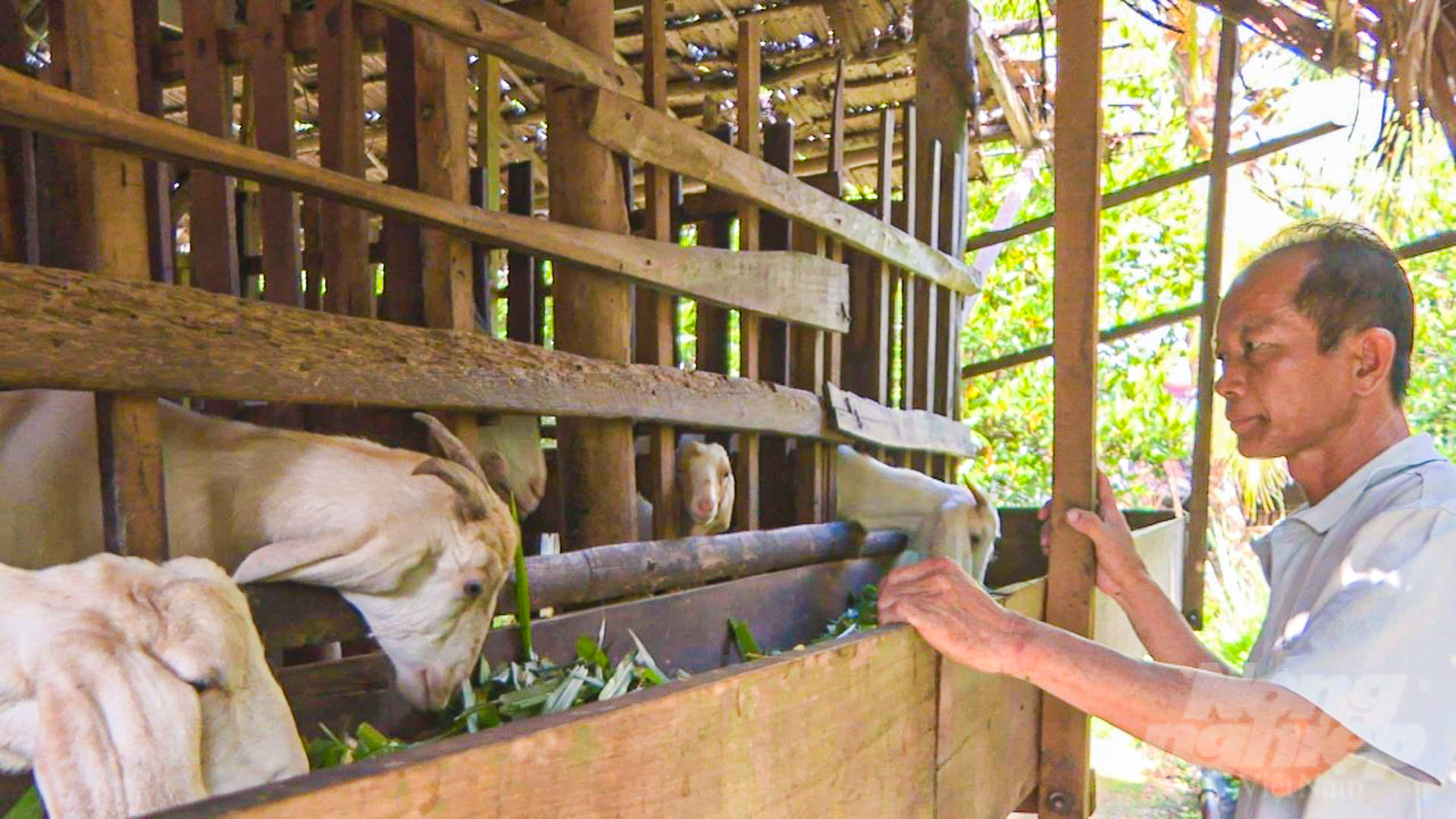 Tổng đàn dê trên địa bàn tỉnh Sóc Trăng gần 10.000 con và còn nhiều khả năng phát triển mạnh trong thời gian tới. Ảnh: Kim Anh.