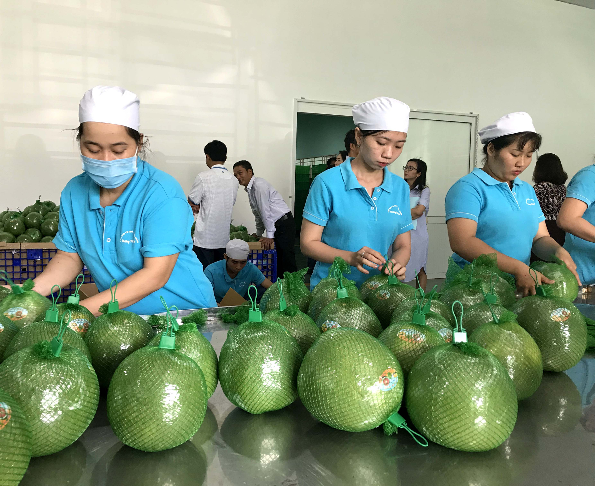 Fruits are the largest export category within Vietnam's structure of fruit and vegetable exports. Photo: Son Trang.