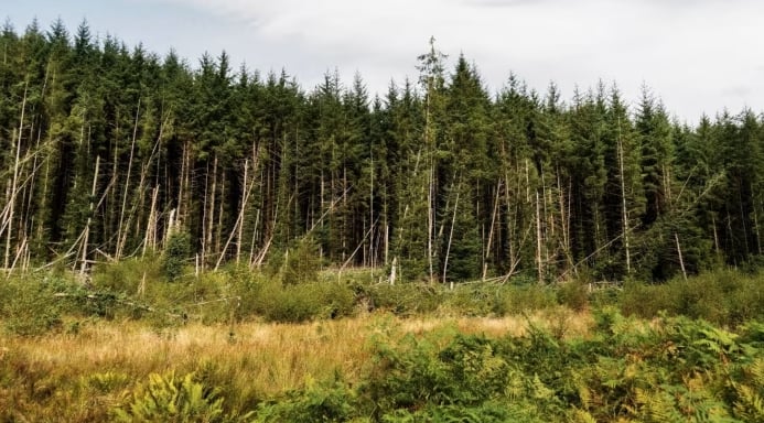 Commercial forests are not as pretty as broad-leaf forever forests, but more financially attractive. Photo:  Bloomberg