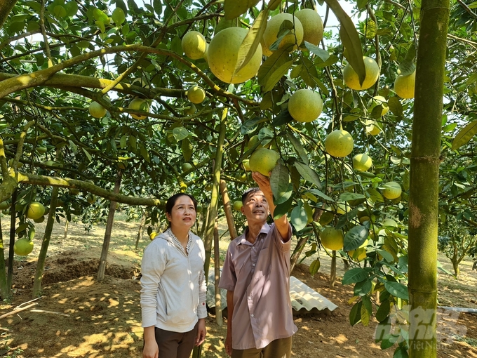 Các mô hình canh tác cây ăn quả áp dụng IPM đã giúp nông dân tiếp cận với những kiến thức, kỹ thuật canh tác bền vững, thân thiện với môi trường. Ảnh: Đào Thanh.
