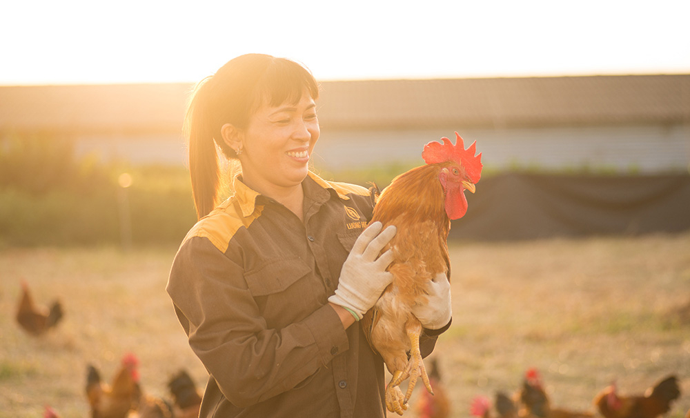 Livestock farm of Luong Hue Poultry Breeding Joint Stock Company (Hai Phong). Photo: Hong Tham.