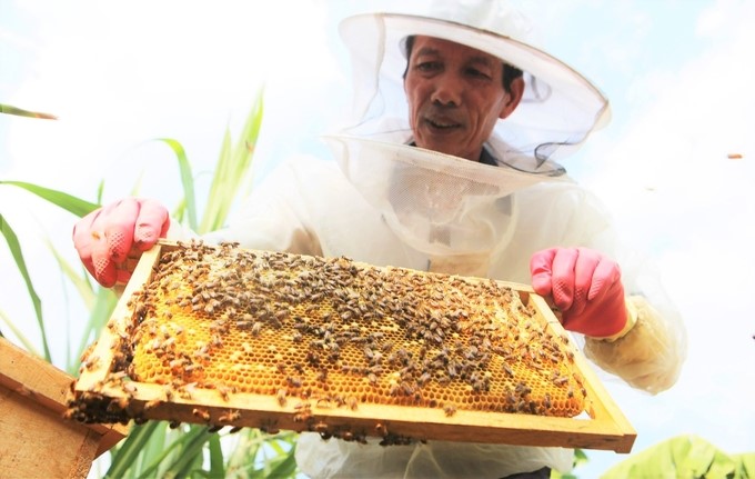 Mr. Nguyen Dinh Phu is an experienced person in hunting wild bees and domesticating them. Photo: Thanh Nga.