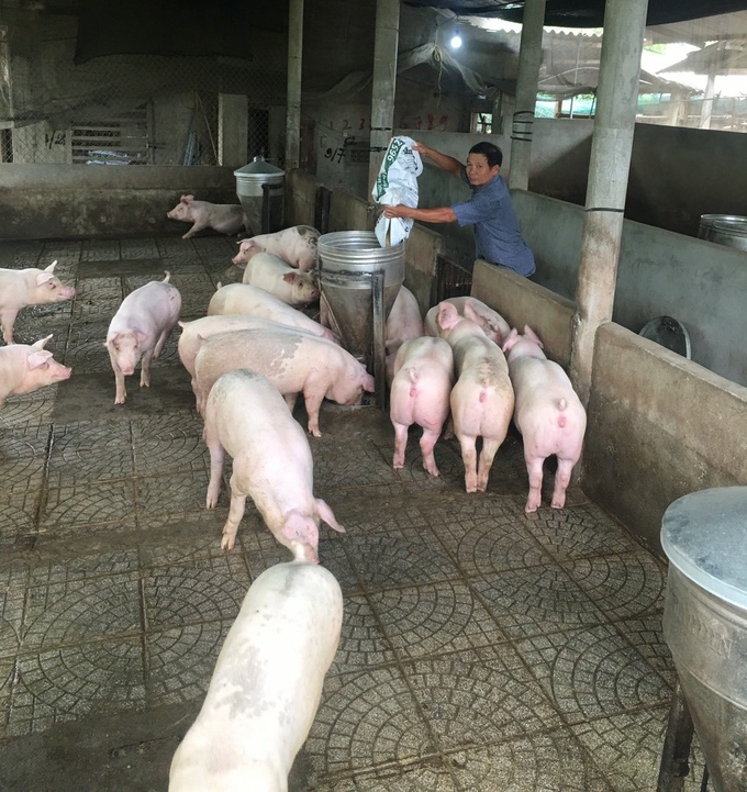 Mr. Tran Van Truc's pig farm located in Hanh Thuan commune, Nghia Hanh district, Quang Ngai province, follows a closed-loop and bio-secure model. As a result, it has remained unaffected by the African Swine Fever over the past years. Photo: L.K.