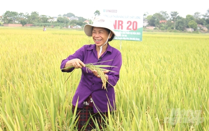 Mrs. Le Thi Tam in Noi Xuan village (Mai Trung commune) is excited because planting the VNR20 rice variety has a high yield. Photo: Trung Quan.