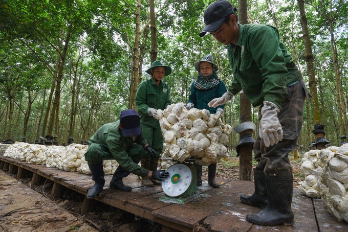 Implementing green growth goals for rubber is an important factor in meeting the requirements of major markets in the coming time, including EU's EUDR regulation. Photo: Tung Dinh.