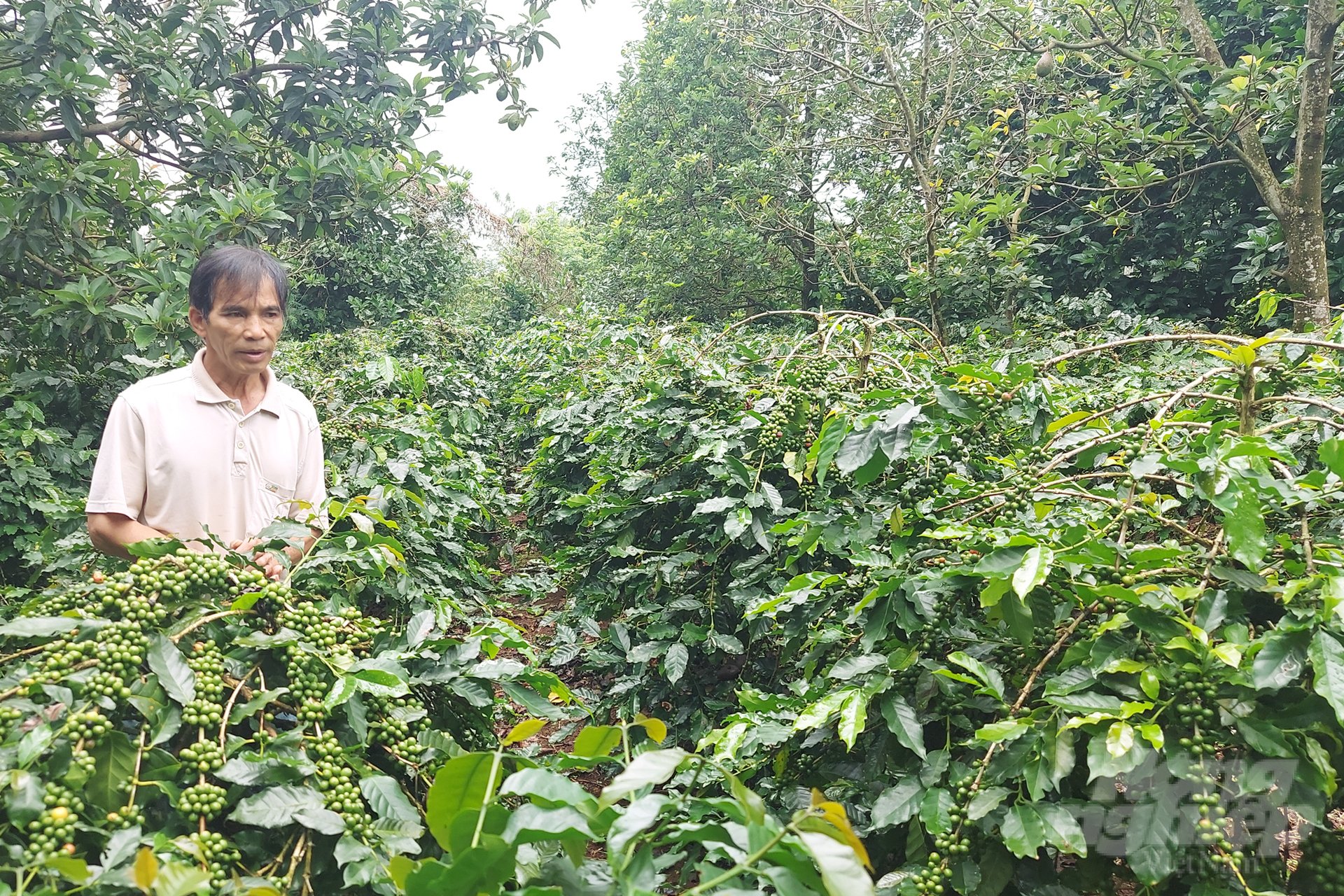 The project will build a raw coffee area with organic certification and adapt to climate change. Photo: Vo Dung. 