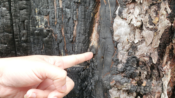 Những lỗ khoan trên thân cây để bơm thuốc độc sát hại cây thông cổ thụ...