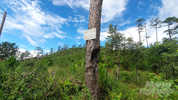 Những tấm biển 'Bảo vệ rừng' được treo trên những thân cây đã chết khô vị bị chặt phá...