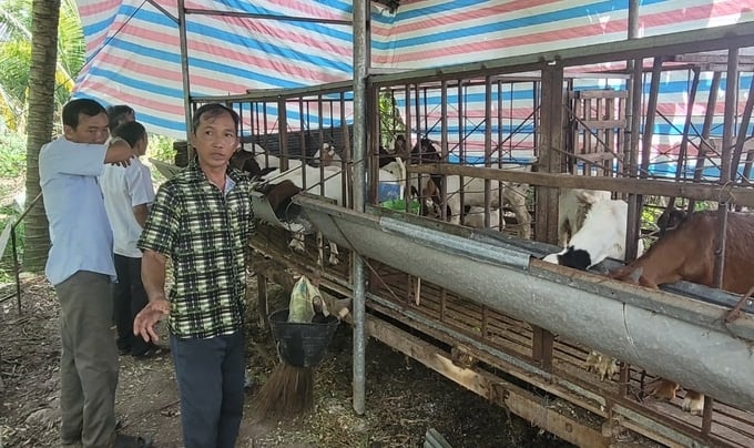 Mô hình nuôi dê hướng thịt do Dự án Khuyến nông quốc gia hỗ trợ tại tỉnh Vĩnh Long. Ảnh: Minh Đảm.
