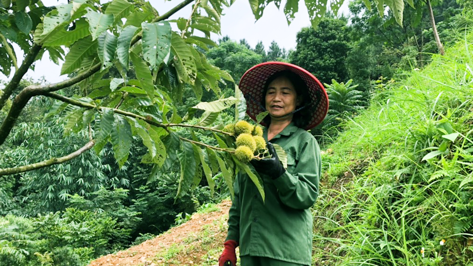 Mùa thu hoạch hạt dẻ ở xã Đức Vân (huyện Ngân Sơn). Ảnh: Ngọc Tú. 