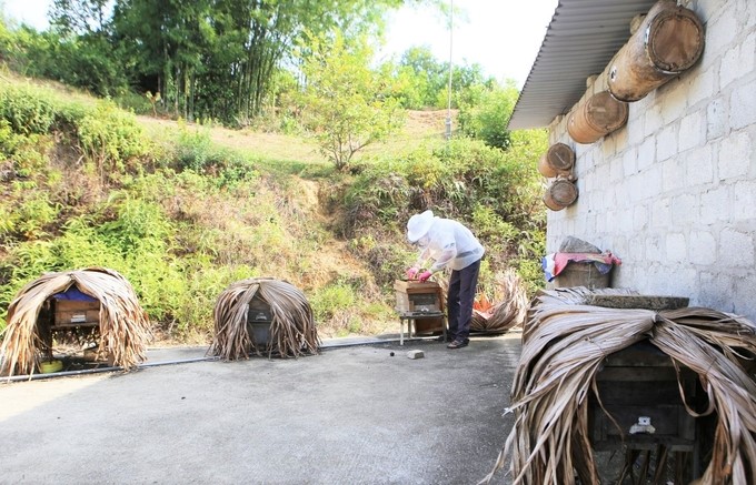 With 20 bee hives being raised, Mr. Phu's family earns about VND 30 million each honey harvesting season. Photo: Thanh Nga.