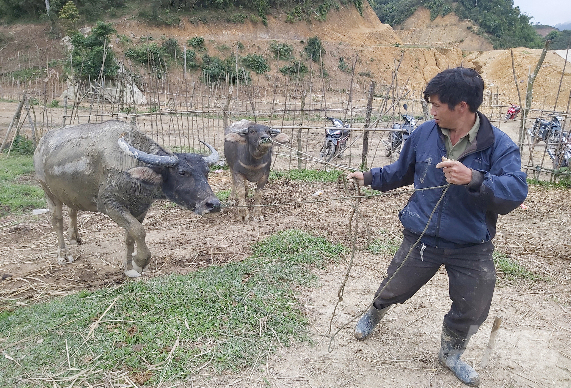 Tỷ lệ chăn nuôi nông hộ trên địa bàn Nghệ An còn rất lớn, đòi hỏi phải có cán bộ thú y tại các xã để kịp thời nắm bắt diễn biến dịch bệnh sớm, từ đó tham mưu phương án kịp thời. Ảnh: Việt Khánh.