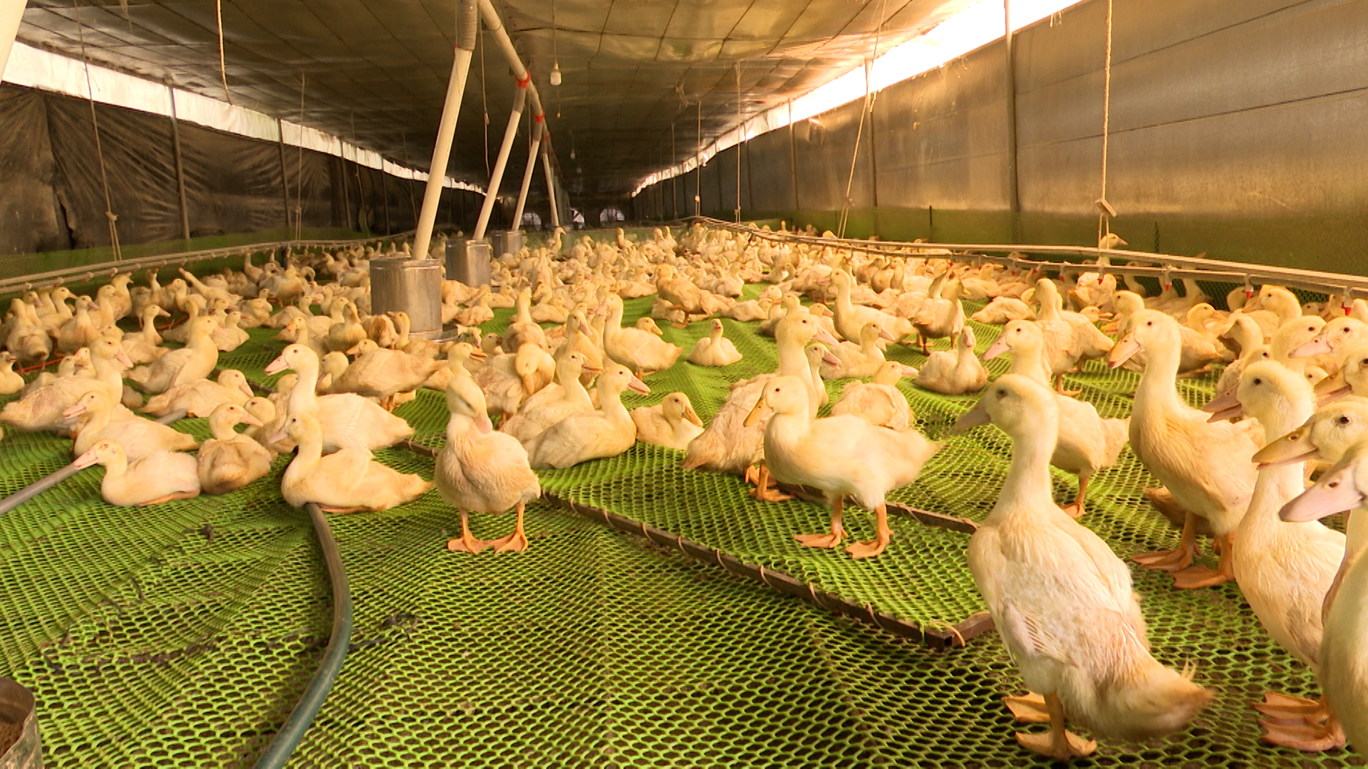 Ducks living in the controlled environment of a cold farm have limited contact with the outside world, including humans, which helps to minimize the risk of disease and promotes their healthy growth. Photo: Tran Trung.