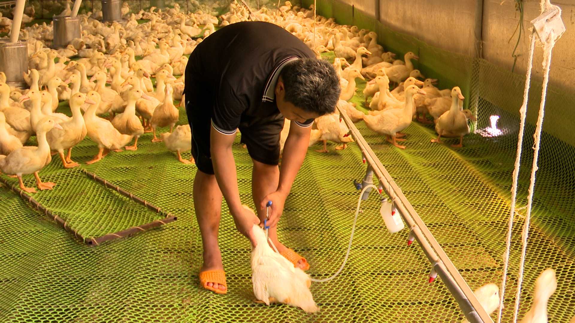 Mr. Thanh actively implementing disease prevention measures for his duck herd. Photo: Tran Trung.