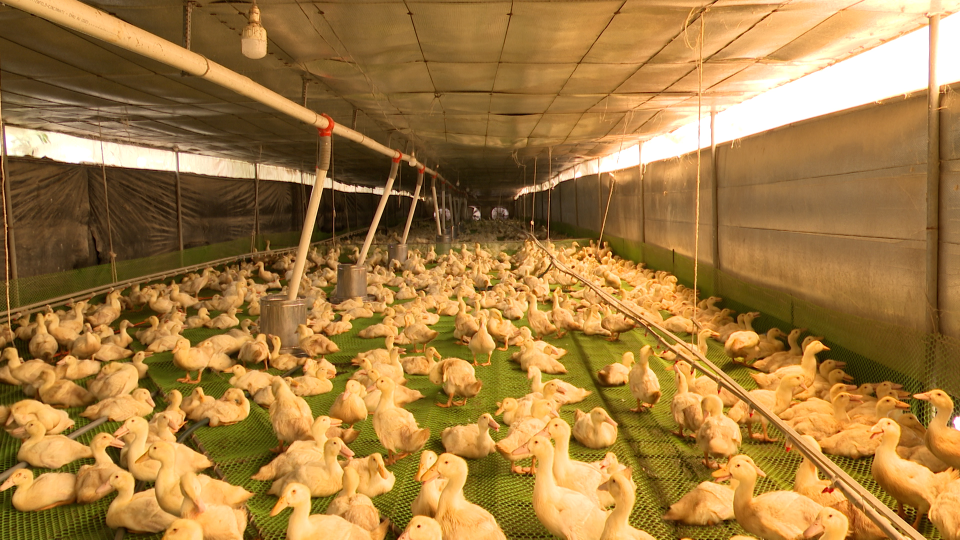 The Farmers' Association in An Thai Commune is actively promoting and expanding the cold duck farming model. Photo: Tran Trung.