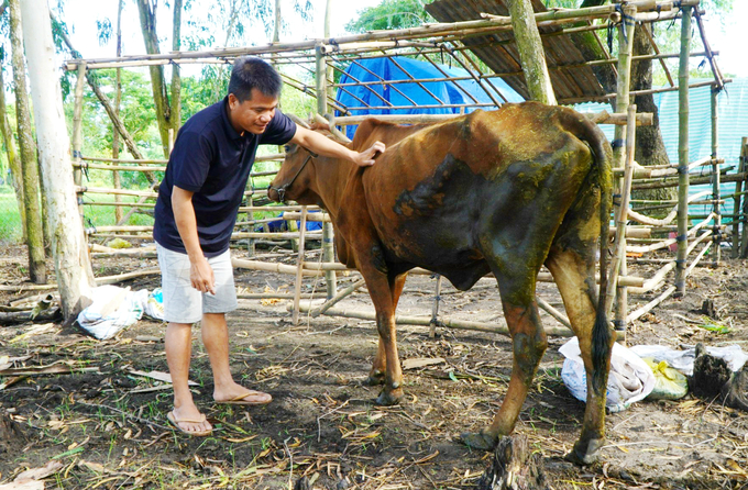  Anh Giang Văn Lý, xã Tân Công Chí, huyện Tân Hồng đang chăm sóc đàn bò của gia đình. Ảnh: Lê Hoàng Vũ.