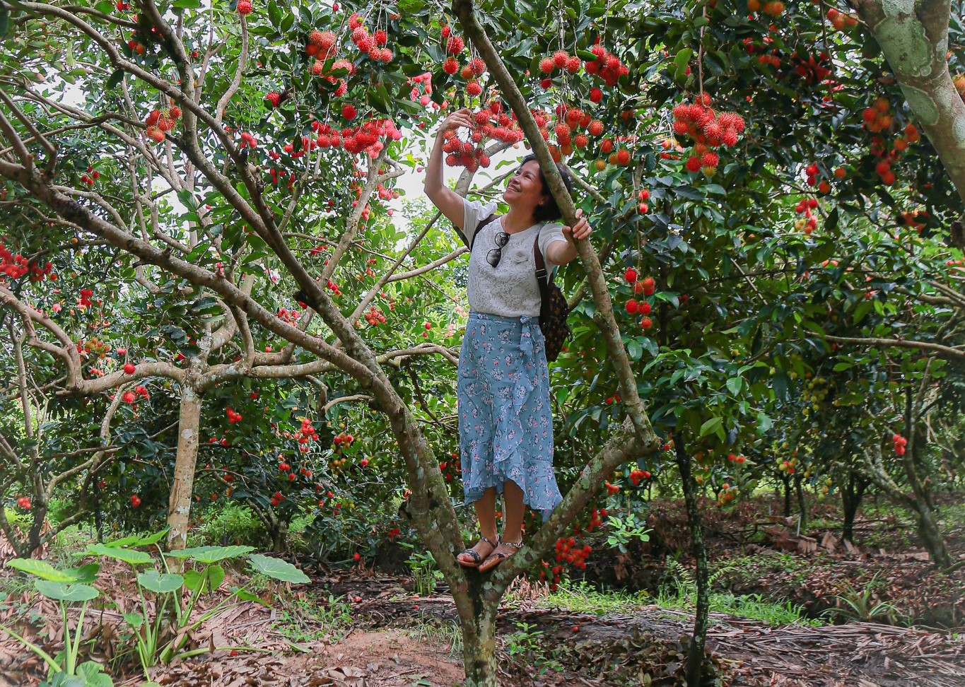 The eye-catching longan farn attracts many visitors to My Khanh Fruit farmin Phong Dien district. Photo: Kieu Trang.