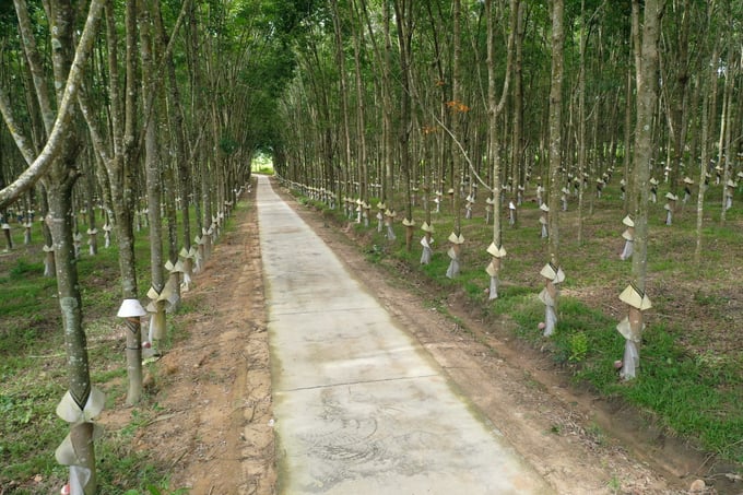 Đến năm 2050, Tập đoàn Công nghiệp Cao su Việt Nam đặt mục tiêu có 100% diện tích cao su và rừng trồng sản xuất đạt chứng nhận quản lý rừng bền vững quốc gia và quốc tế. Ảnh: Tùng Đinh.