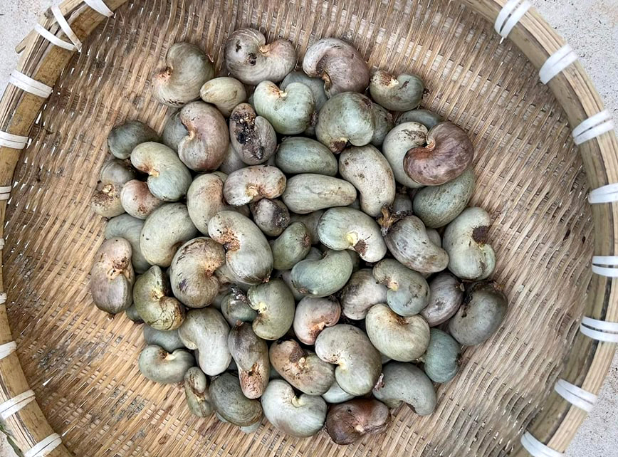 Freshly harvested cashew nuts in Binh Phuoc province. Photo: Son Trang.