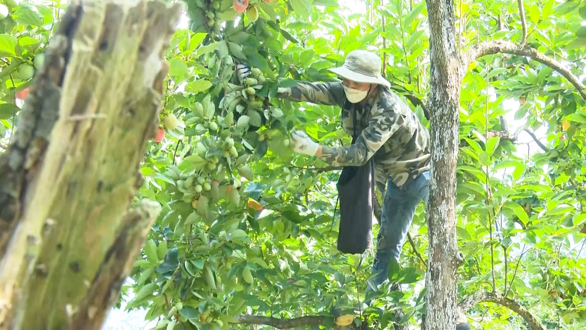 Harvesting seedless persimmons in Quang Khe commune (Ba Be district). Photo: Ha Nhung.