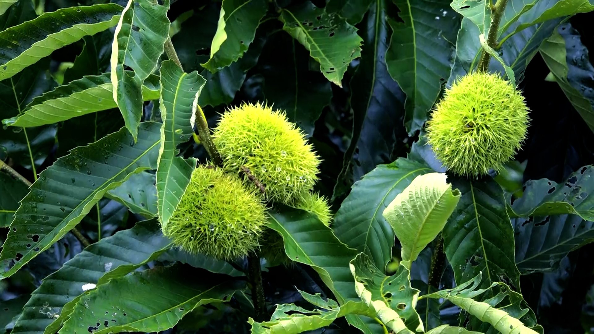 The chestnut tree has become a crop that brings high economic value to the people of Ngan Son district. Photo: Ngoc Tu.