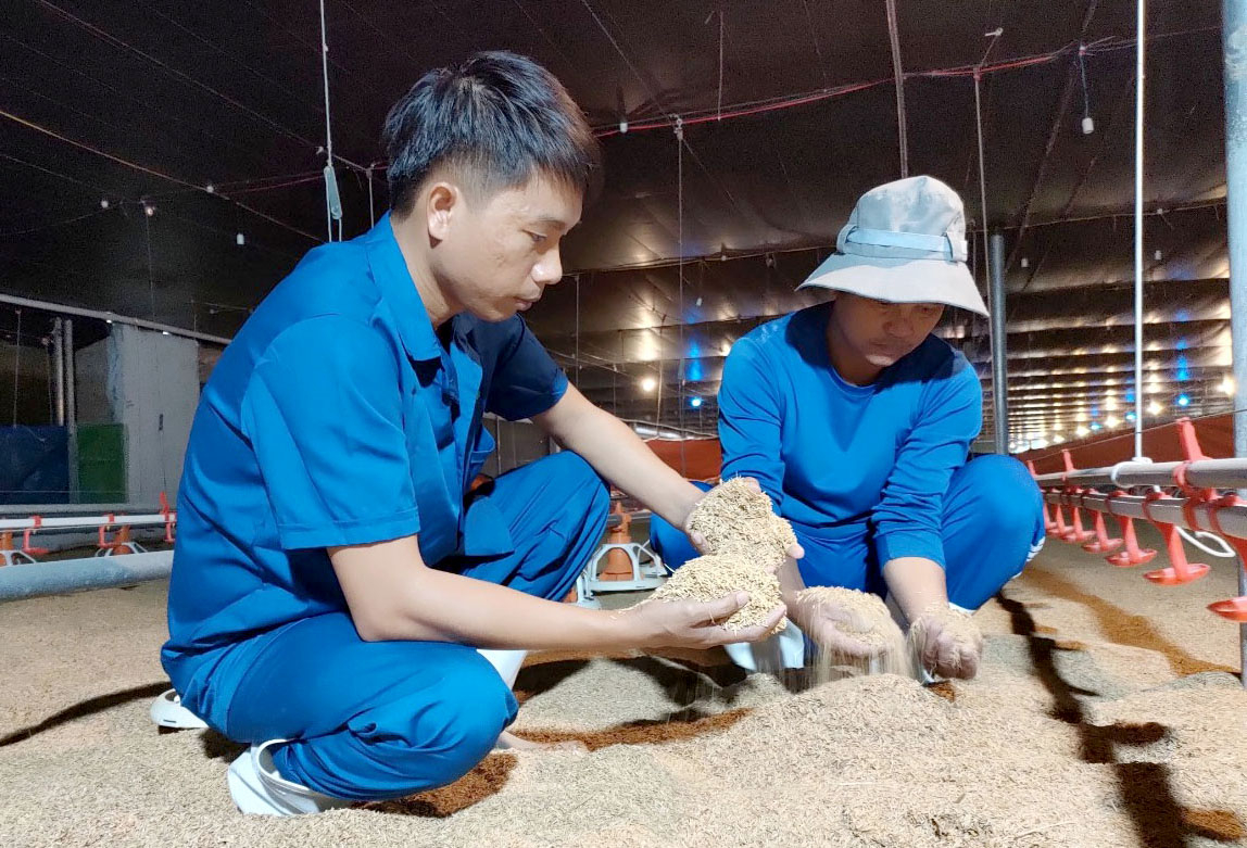 Áp dụng đệm lót sinh học vào chăn nuôi gà giúp mô hình trang trại của gia đình ông Nguyễn Văn Vượng tránh ô nhiễm môi trường, ngăn ngừa dịch bệnh. Ảnh: Minh Hậu.