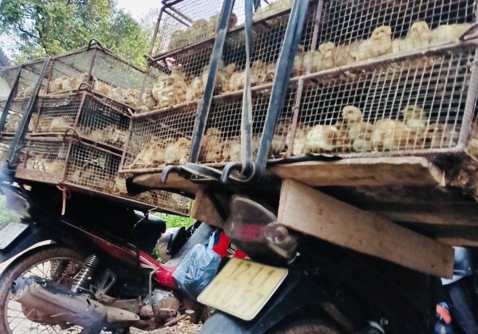 Tình trạng buôn giống gia cầm lậu diễn ra phức tạp tại nhiều địa phương, trong đó có tỉnh Lạng Sơn.