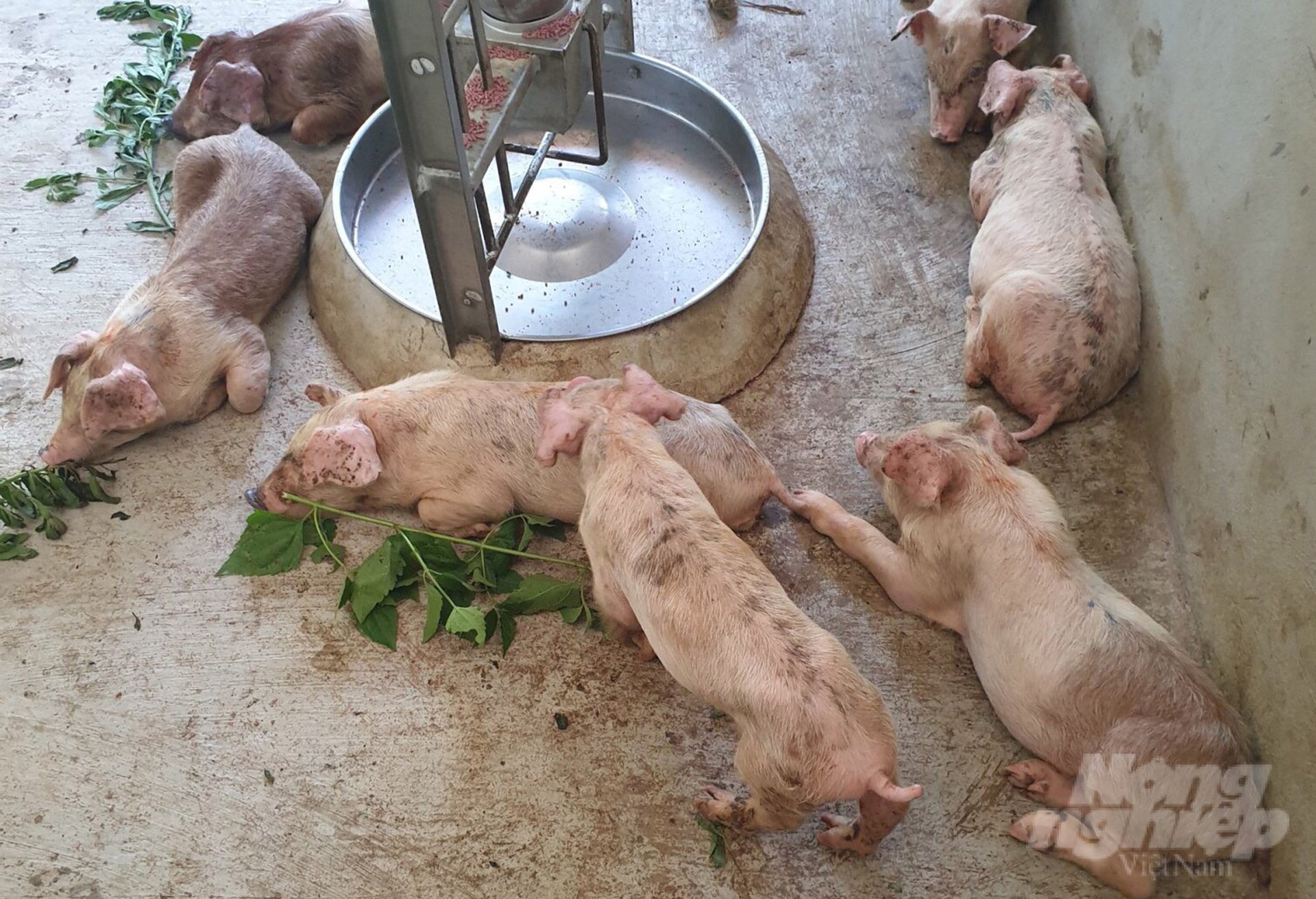 Không bố trí được người đảm nhận chuyên môn thú y khiến công tác quản lý dịch bệnh trên đàn vật nuôi tại Nghệ An gặp nhiều khó khăn. Ảnh: Việt Khánh.