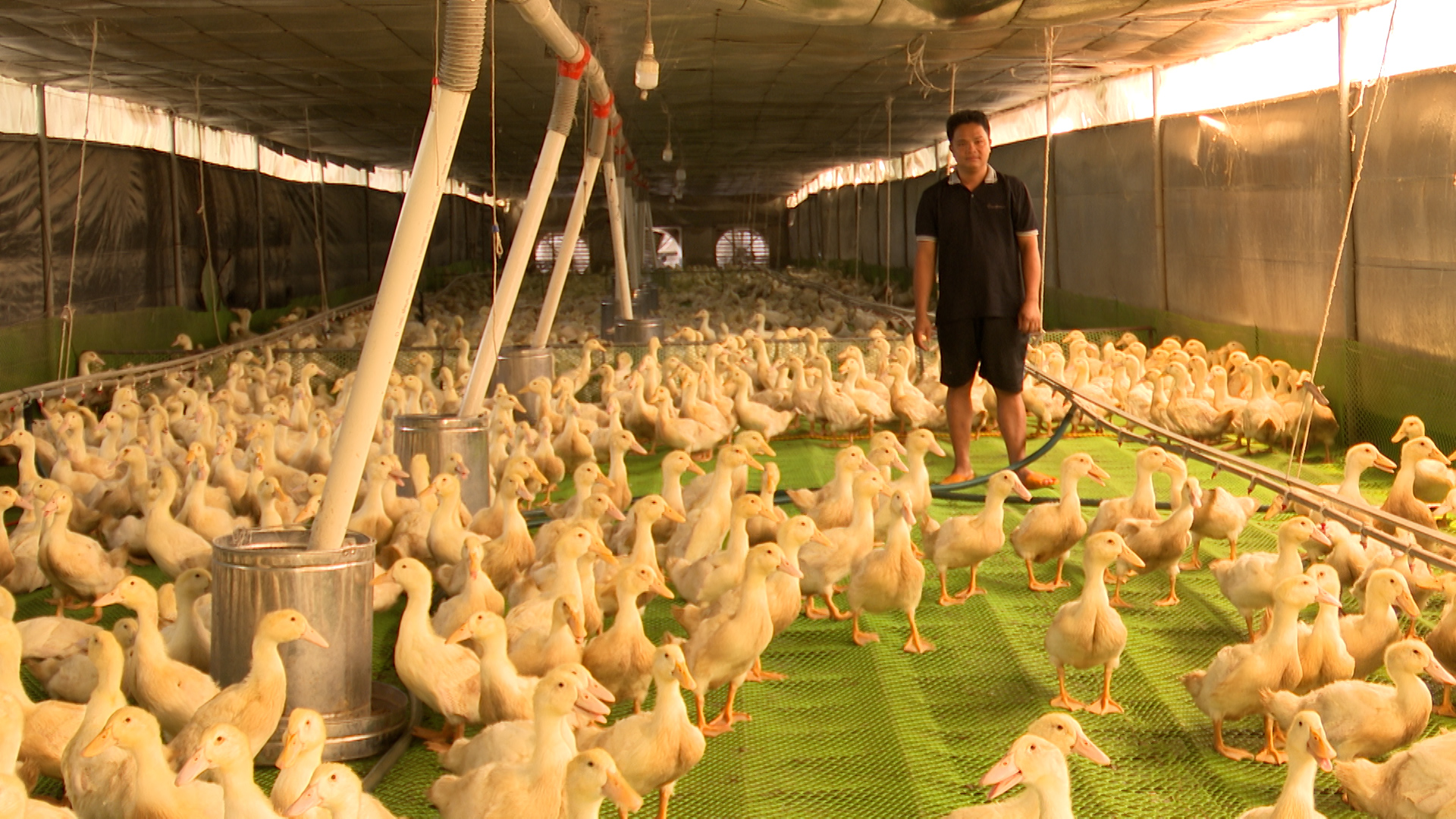 Mr. Thanh's cold duck farm Tan Binh hamlet, An Thai commune. Photo: Tran Trung.