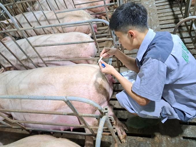 Chăn nuôi heo đảm bảo an toàn dịch bệnh luôn được các doanh nghiệp chú trọng. Ảnh: Tuấn Anh. 