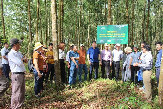 Model of large, intensive timber forest planting in Quang Tri.