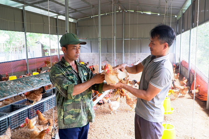 Tổ hợp tác Gà Cùa Cam Chính mỗi năm xuất ra thị trường 2,5-3 vạn con gà thịt. Ảnh: Võ Dũng.