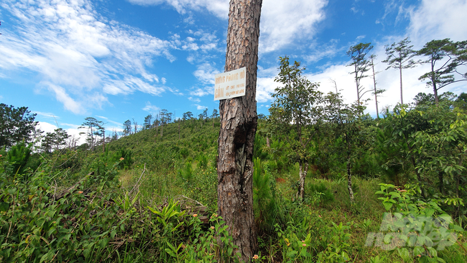 Tấm biển cảnh báo của chủ rừng bên rừng thông đã chết.