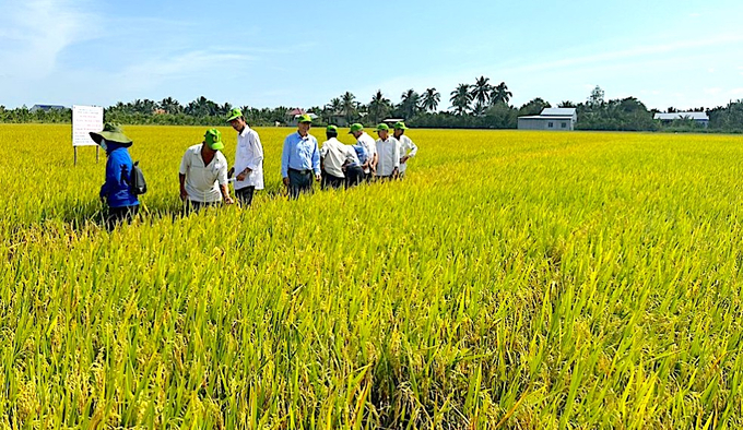 Tham quan cánh đồng trong chuỗi liên kết sản xuất lúa ở vùng Gò Công, Tiền Giang. Ảnh: Minh Đảm.