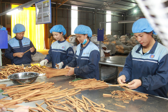 Nhờ liên kết chặt chẽ giữa các doanh nghiệp và người dân nên diện tích sản xuất quế hữu cơ ở Văn Yên ngày càng được mở rộng. Ảnh: Thanh Tiến.