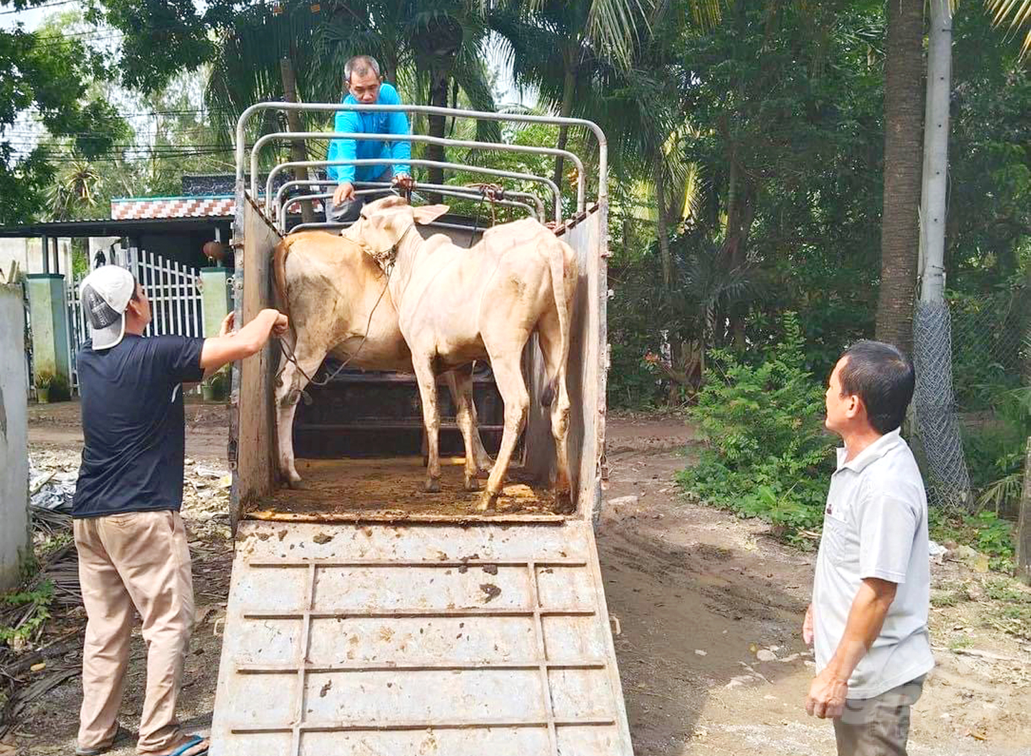 Hỗ trợ bò giống cho các hộ Khmer nghèo ở Tri Tôn (An Giang). Ảnh: Lê Hoàng Vũ.