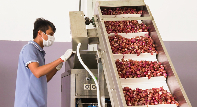 Many businesses have invested in modern machinery and equipment, launching many OCOP products from Vinh Chau purple onions. Photo: Kim Anh.