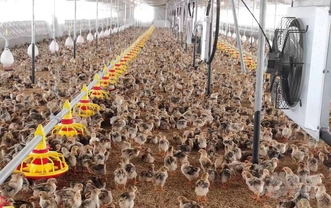 Trại sản xuất gà giống bên Trung Quốc nằm sát với biên giới Việt Nam. 