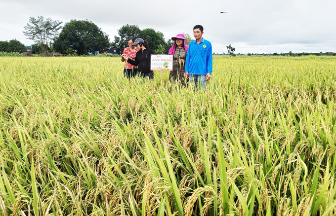 Dù sản xuất ở chân đất cằn cỗi, giống lúa Hưng Long 555 vẫn phát triển tốt, cho năng suất hơn 8 tấn/ha. Ảnh: Quang Yên.