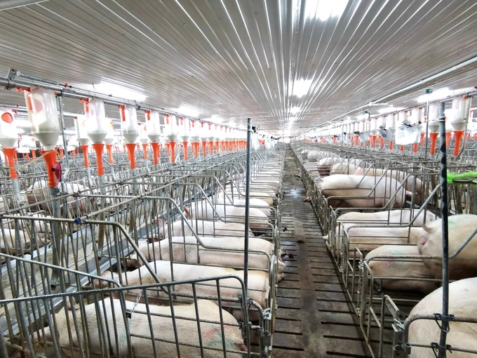 High-tech pig farming is increasingly prevalent in the North Central Highlands. Photo: Tuan Anh.