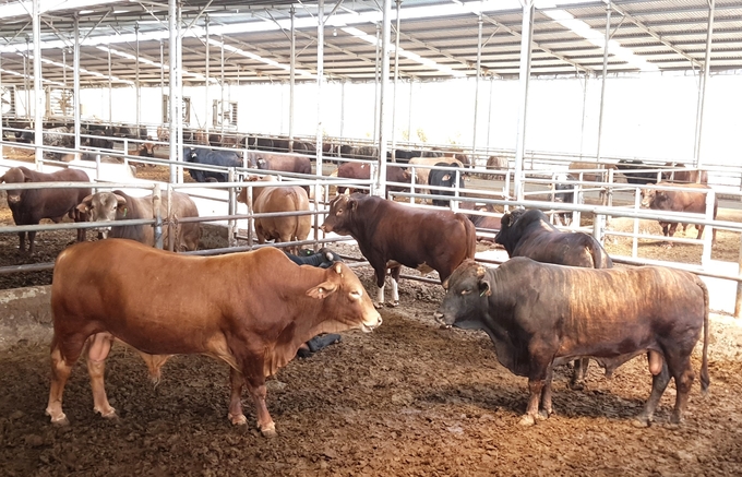 Cattle farming is currently experiencing significant growth in the Central Highlands region of Vietnam. Photo: Tuan Anh.