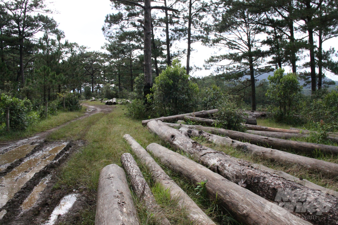 Xác nhận sự việc, Ban quản lý rừng phòng hộ đầu nguồn Đa Nhim (chủ rừng) cho biết, đây là một vụ việc phá rừng có tổ chức, diện tích rừng bị phá lên tới gần chục ha; số lượng gỗ thông đã chặt hạ là tận thu cây đã chết...