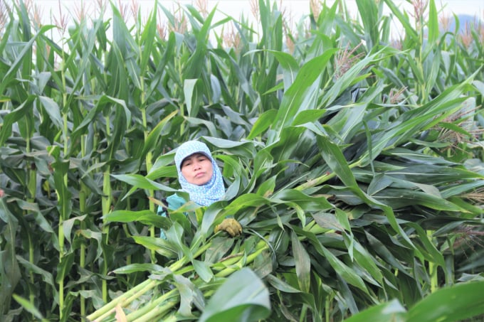It is necessary to grow corn to get biomass as food for grazing livestock. Photo: Hong Tham.