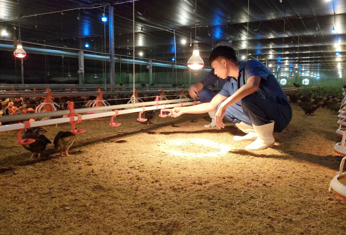 Mr. Nguyen Van Vuong's family has established a partnership with C.P. Vietnam Corporation to develop a commercial poultry farming model. Photo: Minh Hau.